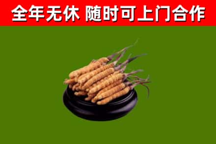 韶关市烟酒回收冬虫夏草.jpg