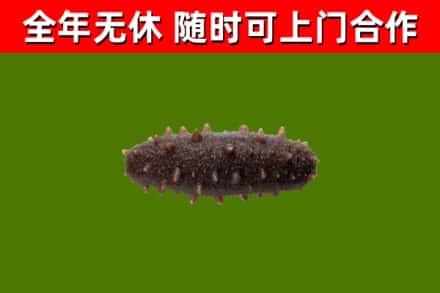 韶关市烟酒回收干海参.jpg